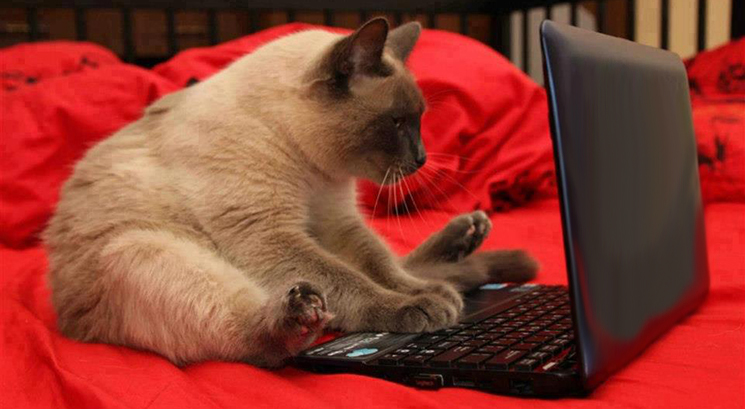 gatto-tastiera.jpg
