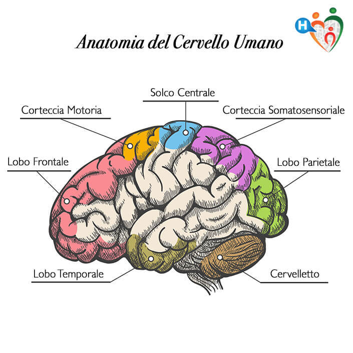 content_cervello-umano-anatomia.jpg