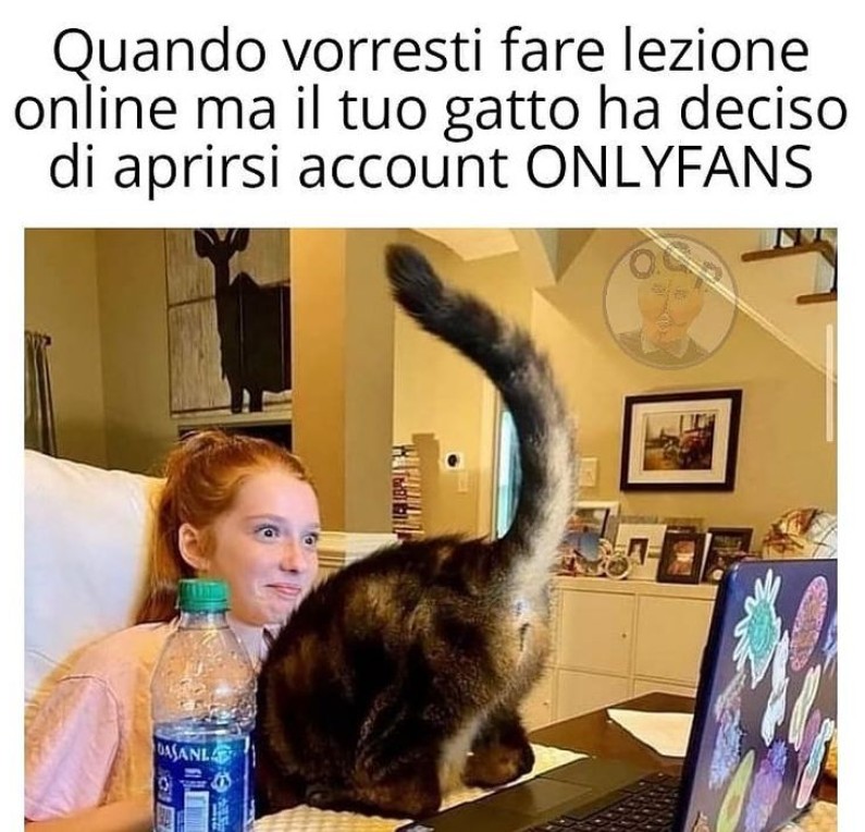 gatto onlyfans.jpg