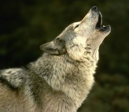 wolf_howling.jpg