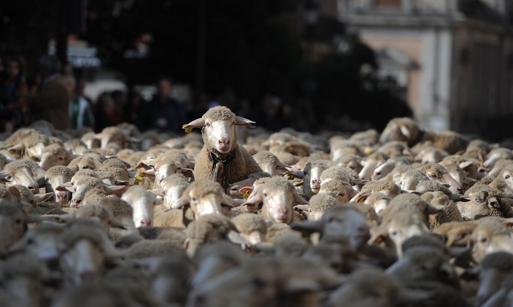 transumanza-madrid-07-1000x600.jpg